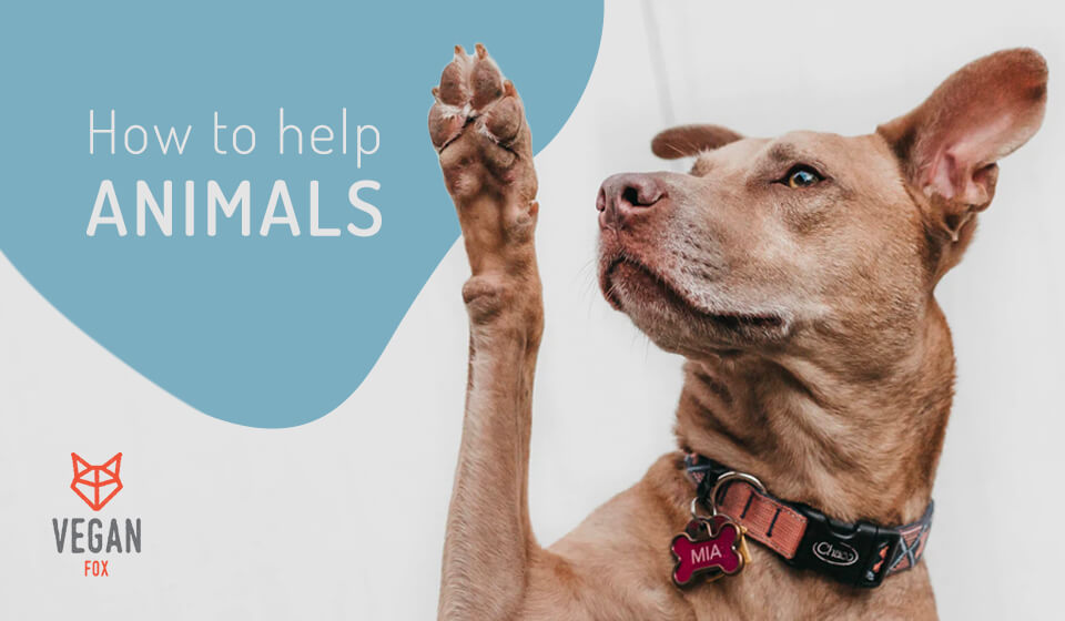 how to help animals