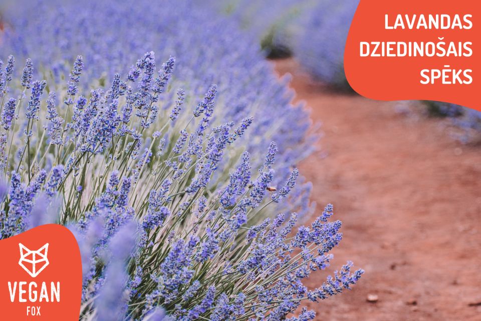How to use the healing power of lavender