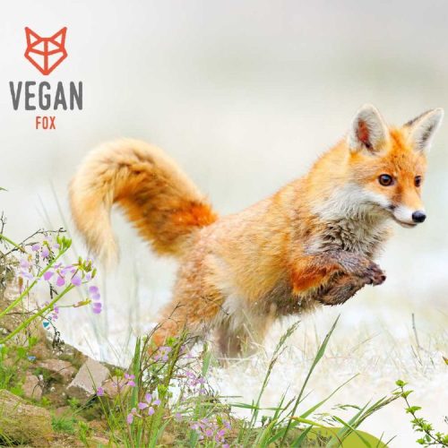 Vegan Fox palīdzība dzīvniekiem